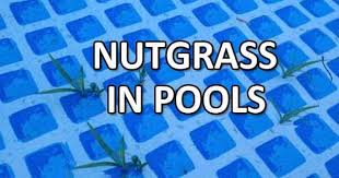 They are the most affordable inground pool option and there are lots of designs available. Nutgrass Problems In Vinyl Pools Intheswim Pool Blog