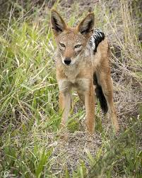 Black Backed Jackal Canis Mesomelas Lydenburg Mpumalanga Africa Do Sul Naturelovers Love Natura Wildphotog Black Backed Jackal Jackal Animals