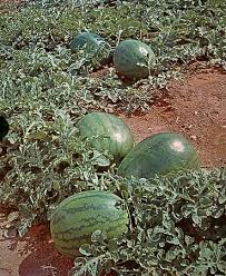 Watermelon Fruit Britannica Keep the soil evenly moist but not wet, the water must drain freely from the bottom. watermelon fruit britannica