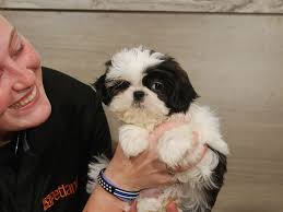 Taking deposits now for our next litter expected in june 2021. Shih Tzu Dog Female Black White 2814789 Petland Iowa City