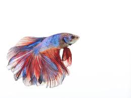 Due to selective breeding, the ever popular male betta splendens, or siamese fighting fish, is now available in an enormous array of colours and tail types. Instructions To Take Care Of Your Vulnerably Delicate Betta Fish Pet Ponder