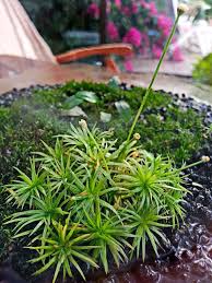 Image result for Syngonanthus