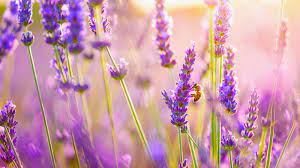 Lavender Flowers Hd Wallpaper Covers Heat Growing Lavender Lavender Flowers Beautiful Flowers Wallpapers