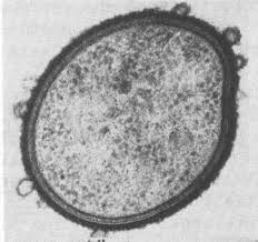 Image result for Bacteroidaceae