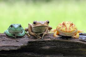 Pin By Manda On Animals Pet Frogs Frog Frog Species