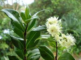 Cinnamon Myrtle Flower Myrtle Flower Rainforest Trees Spice Garden