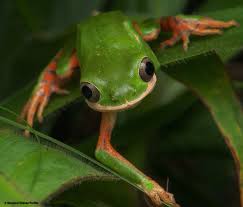 Image result for Cryptolepis hypoglauca