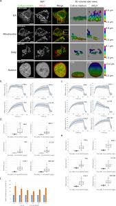 Check spelling or type a new query. Improved Spatial Resolution By Induced Live Cell And Organelle Swelling In Hypotonic Solutions Scientific Reports