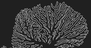 Coral reef count and color activity pages. Http Aquaticcommons Org 14930 1 Coral 20reef 20coloring 20book Pdf