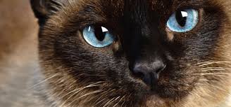 Résultat de recherche d'images pour "pinterest photos chats"