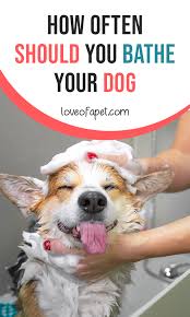 Of course, if your dog is a regular swimmer and/or spends a lot of time rolling in dirt. How Often Should You Bathe Your Dog Love Of A Pet Your Dog Dogs Dog Bath