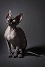 Sphynx / Hairless Cat Cat Breed Profile | Petfinder