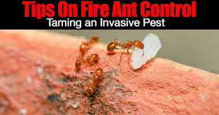 What are the best products to kill fire ants? Fire Ant Control When To Apply And What To Use