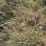 Image result for Sehima