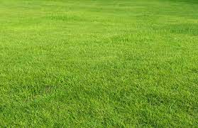 Many types of grass grow well in texas, though some are better suited to northern texas and others to the hotter southern region. When To Plant Buffalo Grass Seed In Texas Pepper S Home Garden