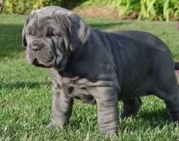 Neapolitan Mastiff Friendly Dog Breeds Mastiff Puppies Baby Animals