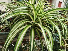 10 Piante Bagno Cieco Senza Finestra Tropicali Sempreverdi Piante Da Interno Piante Da Bagno Piante Da Appartamento
