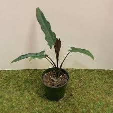 It will need regular watering, with extremely well drained soil and lots of air movement. Alocasia Gallery Hengstenberg S Florist