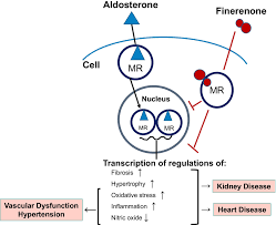 Image result for Finerenone