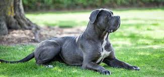 Cane corso ( the italian mastiff) is the direct descendant of the ancient roman molosser dogs. Cane Corso Italian Mastiff Temperament Puppies For Sale And Price