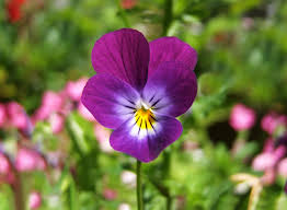 Image result for Violaceae