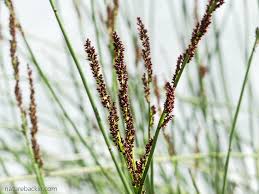 Image result for Restionaceae