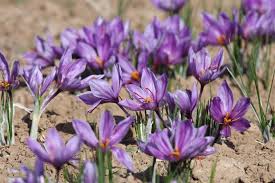 Saffron influences on taste and is great colouring pigment. How To Grow Saffron