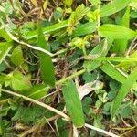 Image result for Urochloa panicoides