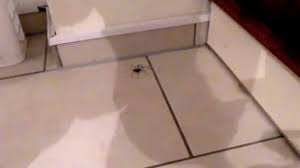 Was tun gegen spinnen im haus? Spinnen Vertreiben Und Bekampfen Hausmittel Gegen Spinnen