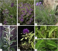 Image result for Vernonia natalensis