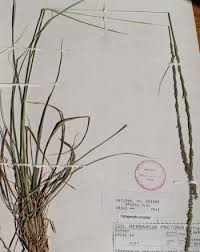 Image result for Sporobolus mauritianus