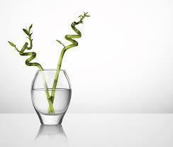 How To Grow Bamboo Cuttings In Water Ehow Uk Growing Bamboo Bamboo Plants Bamboo