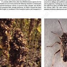 Pdf Nysius Cymoides Spinola On Chenopodium Quinoa Willd Cultivated In Italy