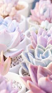 We did not find results for: Succulent Succulents Wallpaper Plant Aesthetic Cactus Backgrounds