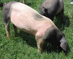 Picture of Swabian-Hall swine