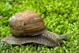 Garlic cloves, puff pastry, puff pastry, sea salt, canned snails and 7 more. Snails As Food Gastronomski Istrazivacki Centar Gastro Ic