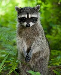 Every Raccoon Reason Single Special Visits Woman Raccoon Visits This Woman Every Single Day For A Very Special Reason