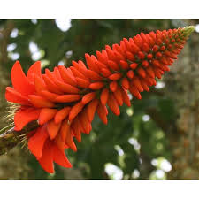 Image result for Lobelia livingstoniana