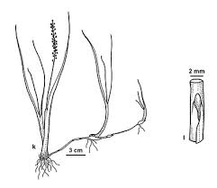 Image result for Triglochin striata