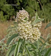 Find Milkweed Plants And Milkweed Seeds For Monarchs 25 Milkweed Plant Plants Drought Tolerant Plants