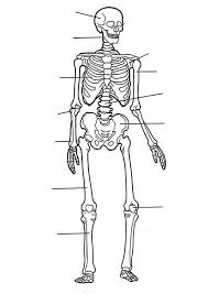 Check spelling or type a new query. Label Of Human Skeleton In Human Anatomy Coloring Pages Bulk Color