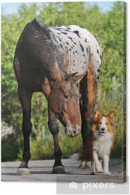 Leinwandbild Appaloosa Pferd Portrat Im Sommer Und Welpen Border Collie Pixers Wir Leben Um Zu Verandern Sommer strand sand palmen 2560x1600 hd hintergrundbilder hd bild. leinwandbild appaloosa pferd portrat im sommer und welpen border collie