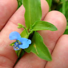 Image result for Chenolea diffusa