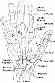 Pin By Lou Colwell On Anatomy Hand Anatomy Anatomy Bones