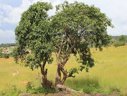 Image result for Rauvolfia vomitoria