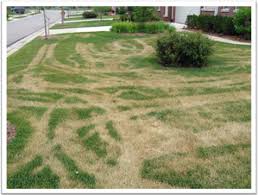 How do i fix tire marks in my yard? Heat Tracking John S Home And Yard