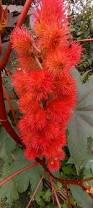 Image result for Ricinus communis