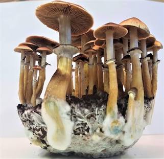 High-Purity Fungal Genetics and Cultivation, AI generated