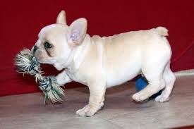 They have been raised in our family home and given the very best in care and attention including veterinary care. French Bulldog Puppies For Sale Arizona 89a Az 210891