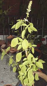 Image result for Ocimum urundense